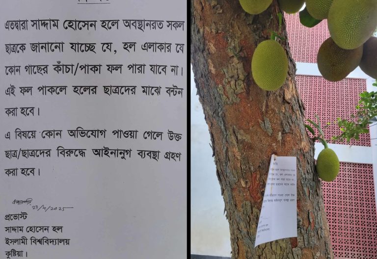 ইবিতে গাছের ফল পারায় নিষেধাজ্ঞা, পাকলে শিক্ষার্থীদের মধ্যে বণ্টন