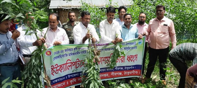 পীরগঞ্জে ক্ষতিকর গাছের চারা ধ্বংস করতে মাঠে নেমেছে প্রশাসন