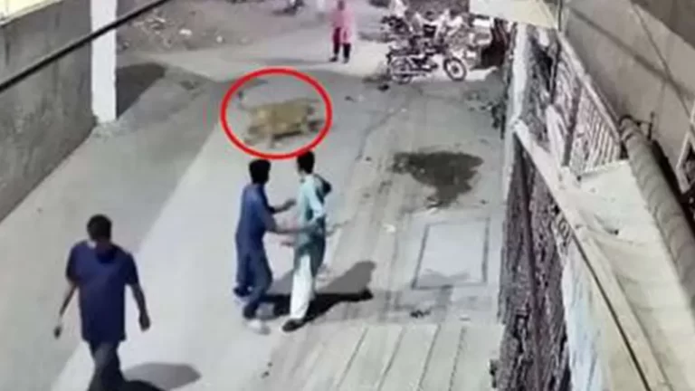 হঠাৎ দেওয়াল টপকে রাস্তায় সিংহ, অতঃপর…