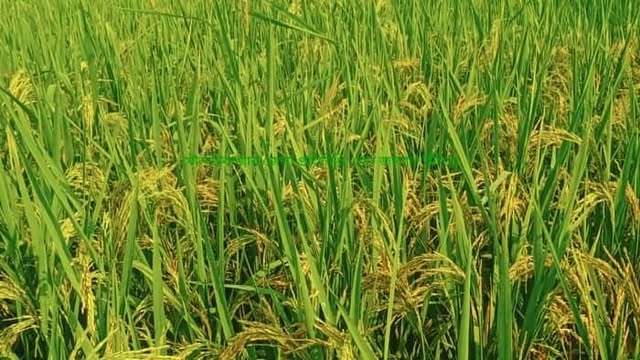 “পাচিং” “ডেথ পাচিং” পদ্ধতিতে কৃষকেদের ফসল রক্ষায় প্রাকৃতিক পাহাড়াদার