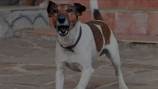 কুকুরের কামড়ে এক ঘন্টায় তিন শিশু আহত