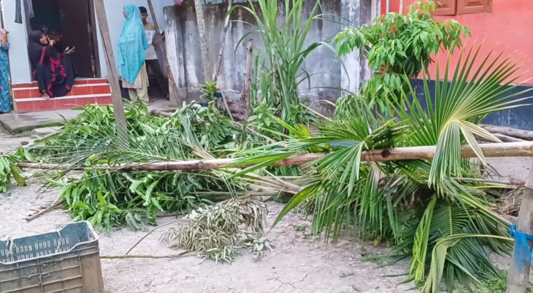 হাসমত আলীর জমি দখল ও ফলজ গাছ কেটে ফেলার অভিযোগ ভাইদের বিরুদ্ধে