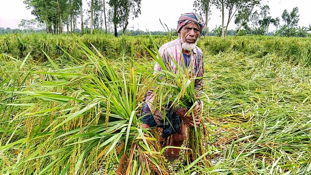 বৃষ্টির পানিতে হেলে পড়ছে আমন ধান, ফলন নিয়ে শঙ্কা জলঢাকায়