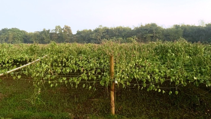 কেন্দুয়ায় সীম গাছ কর্তন: ব্যাপক ক্ষতিতে দরিদ্র কৃষক