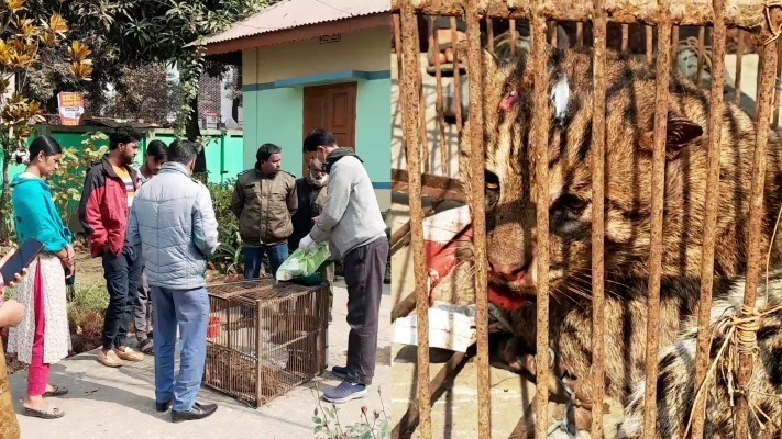নেত্রকোনায় বিলুপ্ত প্রায় আহত গন্ধগোকুল উদ্ধার