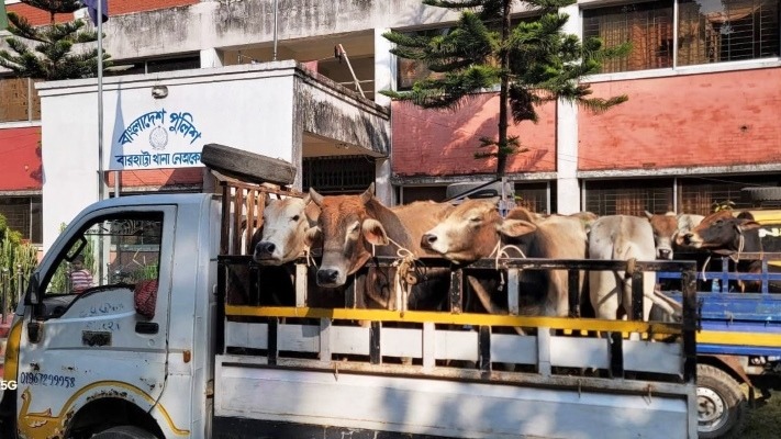 বারহাট্টায় ৬ পিকআপ ভ্যানে ৩২ ভারতীয় গরু জব্দ: ১ চোরাকারবারি আটক
