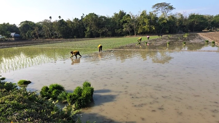 সারের সংকট নিয়ে প্রশ্ন করতেই ‘বিরক্ত’ কৃষি কর্মকর্তা; বারহাট্টায় কৃষকের হাহাকার!