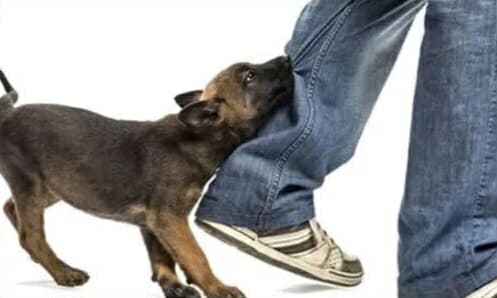 পাগলা কুকুরের কামড়ে ৫২ জন আহত