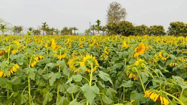 সবুজের সমারোহে হলুদের ঝলকানি