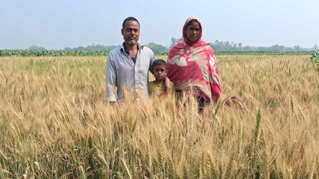 পীরগঞ্জে আগাছা নাশক প্রয়োগে প্রতিবন্ধী কৃষকের গমক্ষেত নষ্টের অভিযোগ