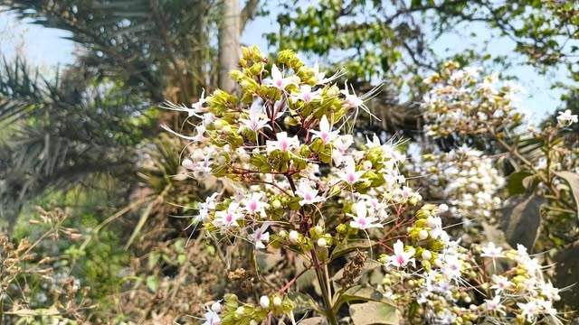 ফুটেছে বুনোফুল ‘ভাট’ মুগ্ধতায় পথচারীরা