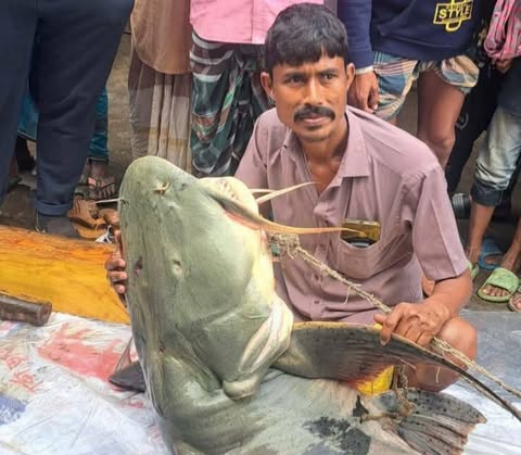 ব্রহ্মপুত্রে ধরা পড়া ৯০ কেজির বাঘাইর ১ লাখে বিক্রি