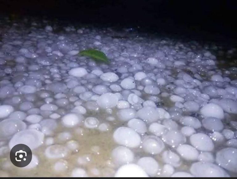 শিলাবৃষ্টির তাণ্ডবে ডিমলায় ৭৫ হেক্টর ফসলের ক্ষতি, দুশ্চিন্তায় প্রান্তিক কৃষক