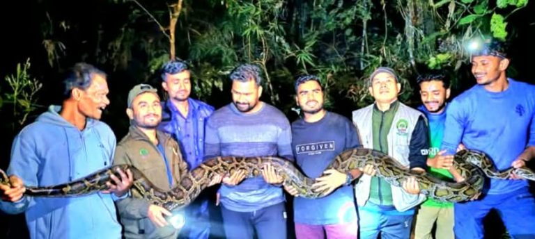 কমলগঞ্জে বিশালাকৃতির অজগর সাপ উদ্ধার,লাউয়াছড়া জাতীয় উদ্যানে অবমুক্ত