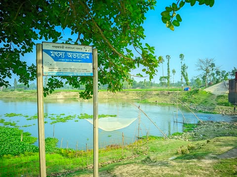 গাইবান্ধায় অভয়াশ্রমে চলছে মাছ নিধনের মহোৎসব