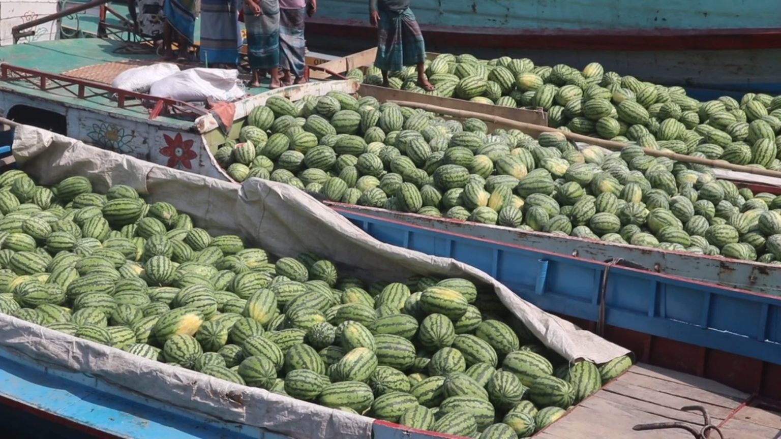 পাঁচ বছরে বরিশালে তরমুজের আবাদ দ্বিগুণ হয়েছে