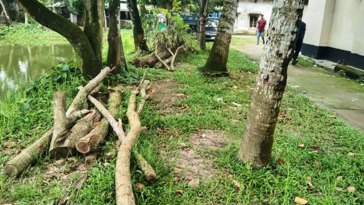 সরকারি গাছ কর্তন: মোহনগঞ্জ থানায় অভিযোগের ৩ সপ্তাহেও হয়নি মামলা