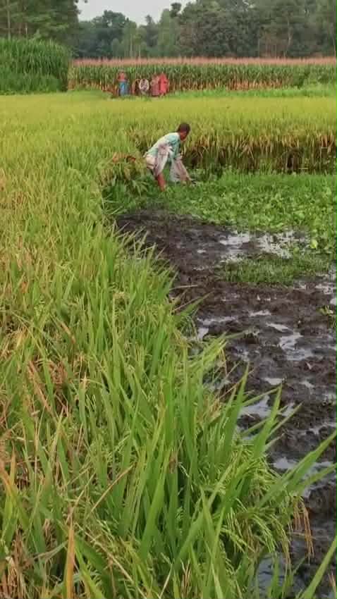 টাঙ্গাইলে ডোবা থেকে যুবকের মরদেহ উদ্ধার