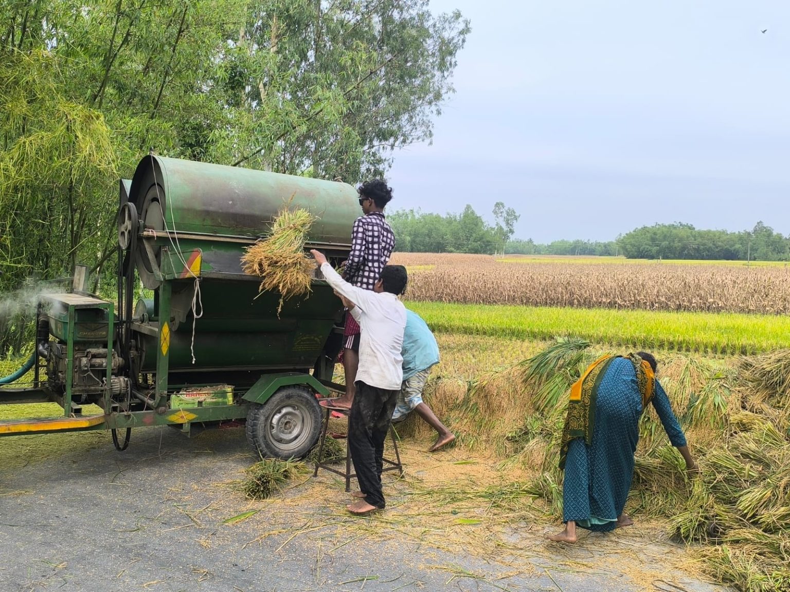 ধানের দাম স্থবির, ডিমলার কৃষক লোকসানে