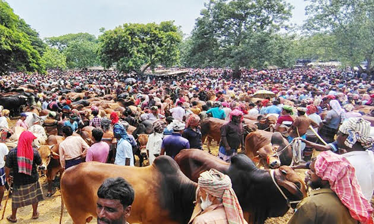 বামুন্দী-নিশিপুর পশুর হাটে জমে উঠেছে কোরবানির বেচাকেনা