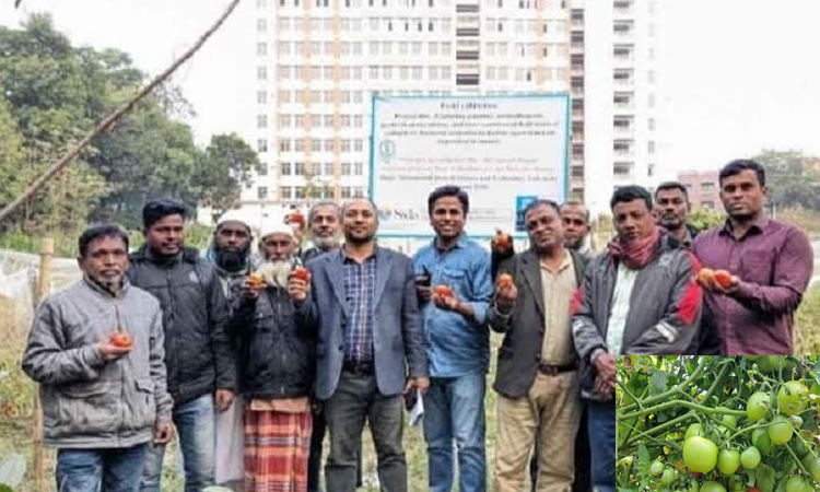 কীটনাশক মুক্ত টমেটো চাষে সাফল্য