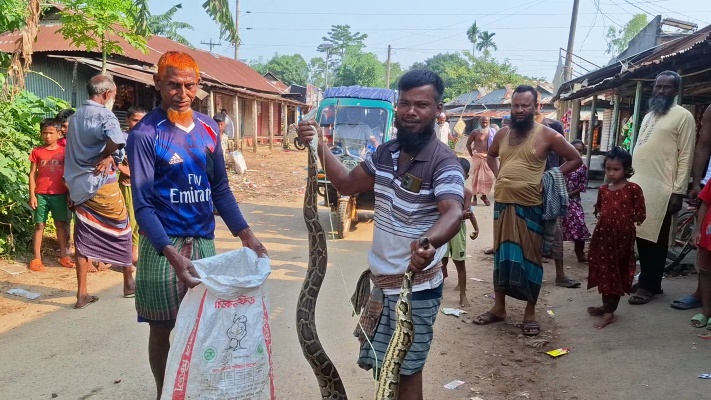 দুর্গাপুরে লোকালয়ে ১০ ফুট লম্বা অজগর, নিরাপদে বনে অবমুক্ত