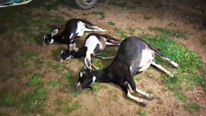 দুর্গাপুরে ৩টি ছাগল হত্যার অভিযোগ, নিরাপত্তাহীনতায় ভুক্তভোগী পরিবার