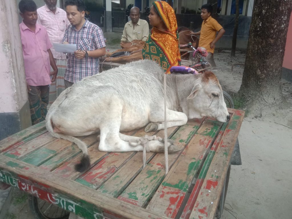 ডিমলায় লাম্পি রোগে বাড়ছে গরুর মৃত্যু, আতঙ্কে খামারিরা