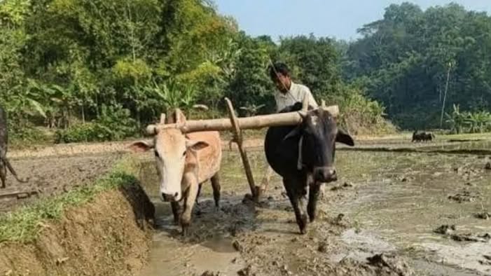 আকস্মিক বন্যায় কৃষকের স্বপ্ন মূহুর্তেই তছনছ