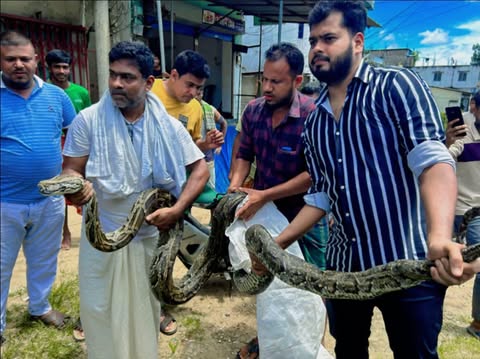 ১৮ ফুট বিশালাকৃতির অজগর উদ্ধার