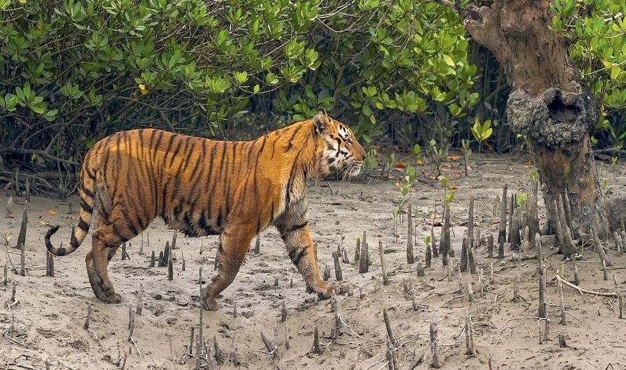 সুন্দরবনে অবাধ বিচরণ রয়েল বেঙ্গল টাইগারের