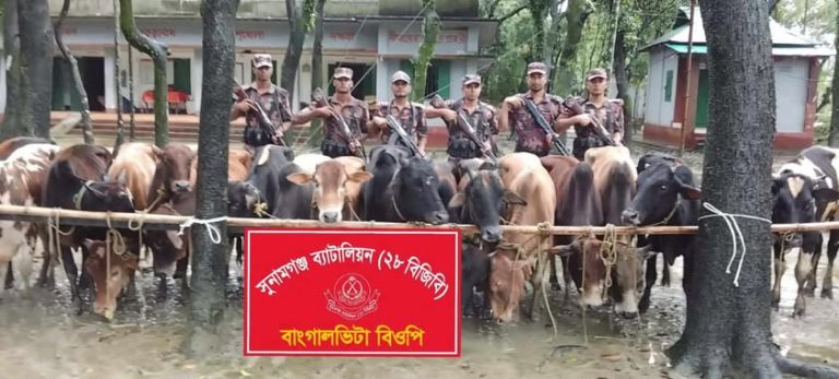 মধ্যনগরের বাঙ্গালভিটা সীমান্তে বিজিবির অভিযানে ২৮টি ভারতীয় গরু জব্দ