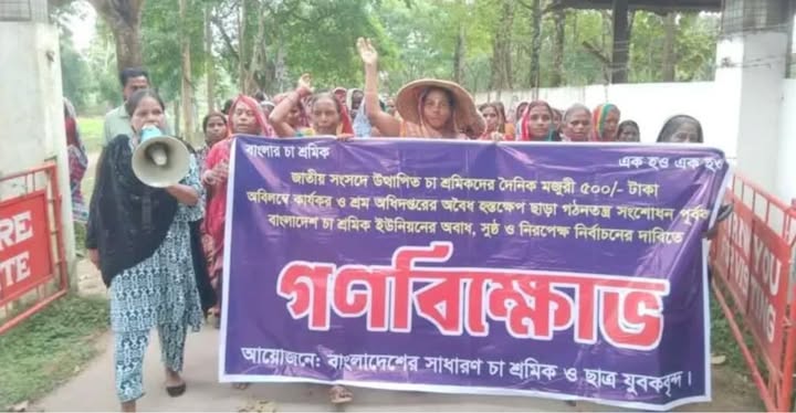 মৌলভীবাজারে চা শ্রমিকদের উত্থাপিত মজুরি সংসদে বাতিলে বিক্ষোভ সমাবেশ
