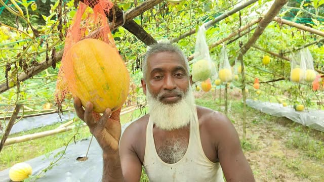 অসময়ে তরমুজ চাষে কৃষকের দৃষ্টান্ত স্থাপন