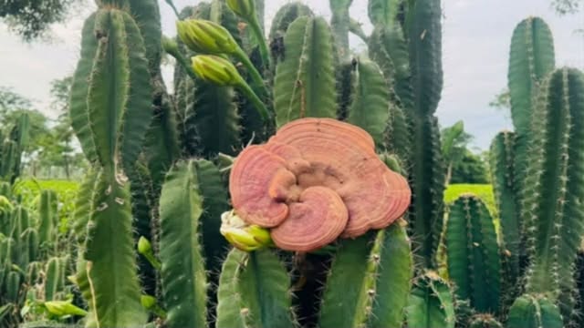 শ্রীমঙ্গল মানে নতুনত্বের ছোঁয়ায় ‘কাটাময় ক্যাকটাস’
