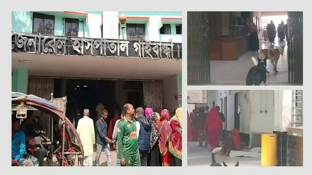 গাইবান্ধায় ২৫০ শয্যা হাসপাতালে ১২:৪৫ বাজলেই ফাঁকা আউটডোর, প্রাঙ্গণে কুকুরের বিচরণ।