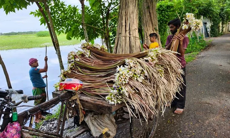 বর্ষার শাপলায় বরিশালে কৃষকের মুখে হাসি, দৈনিক আয় ২ হাজার টাকা