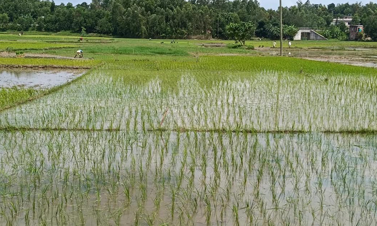 চট্টগ্রামে বন্যার ধকল কাটিয়ে ‘আমন রোপার উৎসব’