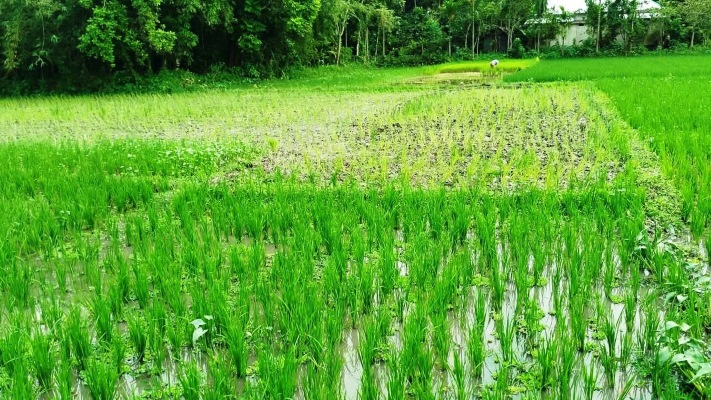 সবুজের বুকে ট্রাক্টরের থাবা, বারহাট্টায় জোরপূর্বক জমি দখল