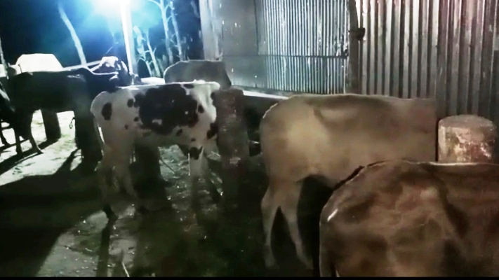 নেত্রকোনায় চোরাই পথে আনা ১২টি ভারতীয় গরু জব্দ, গ্রেপ্তার ২