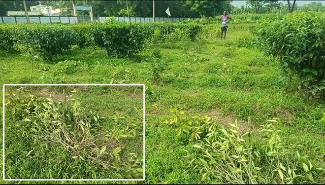 কুলাউড়ারয় চা বাগানের শতাধিক চারা গাছ কর্তন করেছে দুর্বৃত্তরা