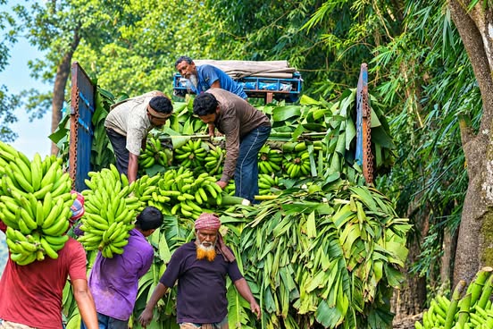 গাইবান্ধায় কার্বাইড দিয়ে পাকানো কলায় সয়লাব বাজার, বাড়ছে স্বাস্থ্য ঝুঁকি