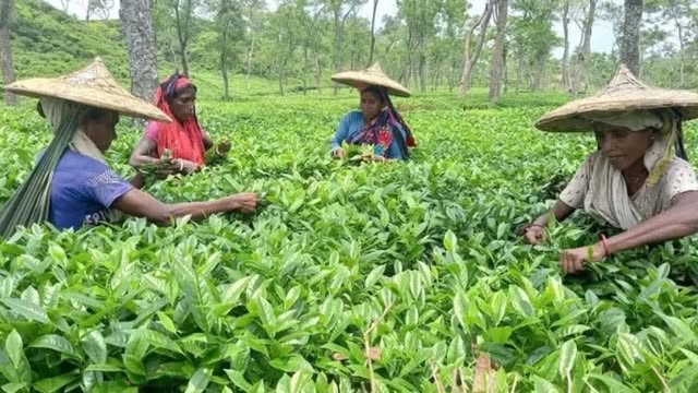 দীর্ঘ আট বছর পর চা শ্রমিক ইউনিয়নের নির্বাচন