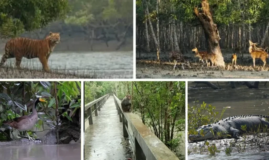 জোয়ারের সঙ্গে শ্বাসরুদ্ধকর লড়াই করে টিকে থাকে সুন্দরবনের বন্যপ্রাণীরা