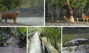 জোয়ারের সঙ্গে শ্বাসরুদ্ধকর লড়াই করে টিকে থাকে সুন্দরবনের বন্যপ্রাণীরা