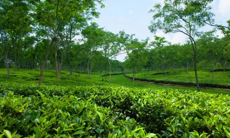 চা খাতের উন্নয়নে দীর্ঘমেয়াদি পরিকল্পনা, বাড়বে উৎপাদন ও রপ্তানি
